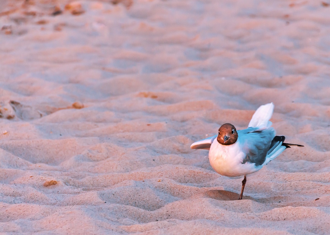 gull, beach, sand-4492499.jpg